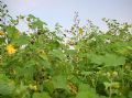 Abutilon theophrasti